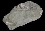 Small, Macrocrinus Crinoid Fossil - Indiana #68562-3